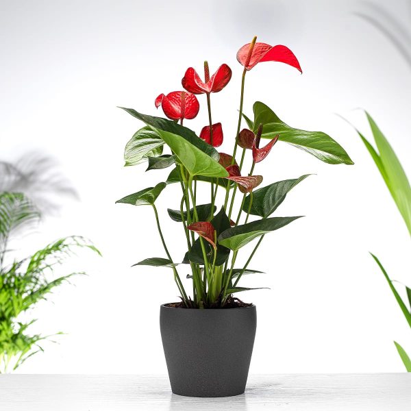 Beautiful Anthurium