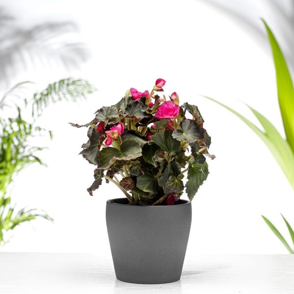 Begonia Delux