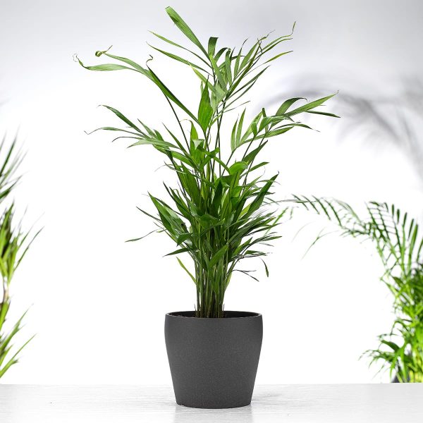 Chamaedorea Elegans