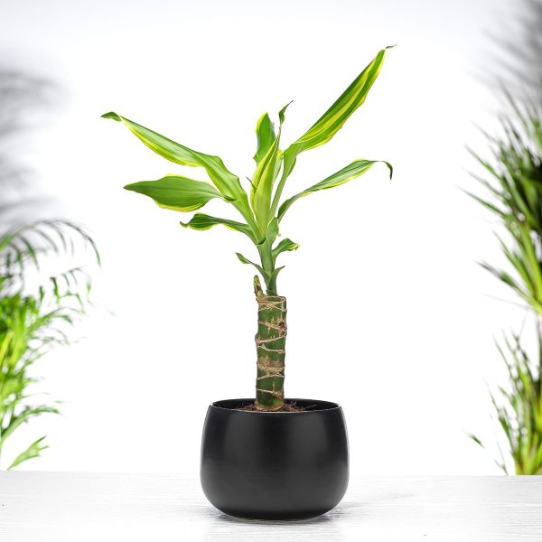 Dracaena Gemengd