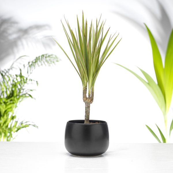 Dracaena Marginata 1 steam
