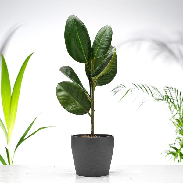 Ficus Robusta