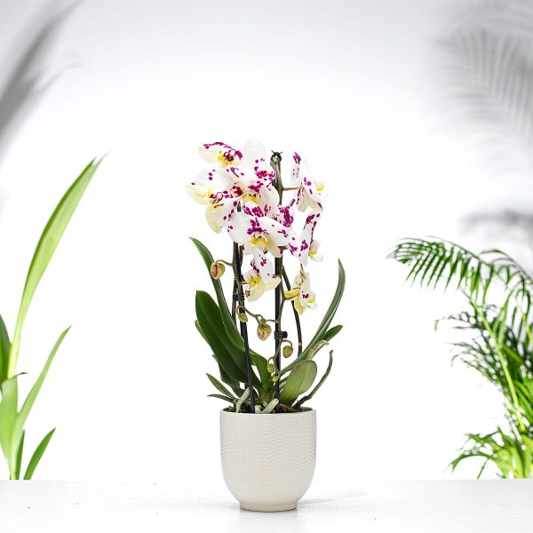 Phalaenopsis Orchid