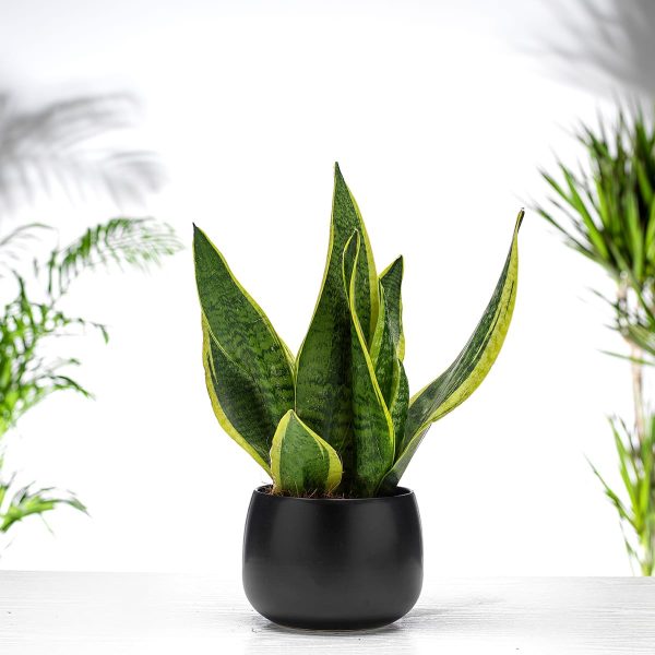 Sanseveria Suberba