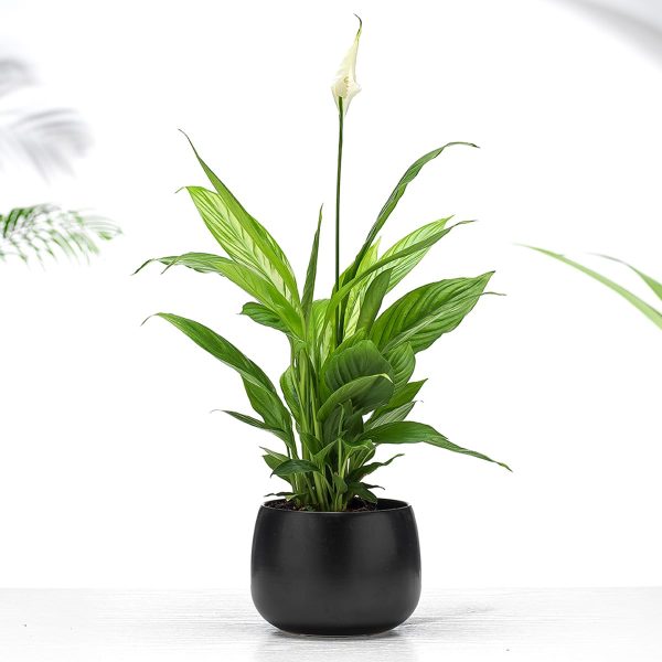 "The Peace Lily"
